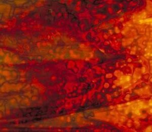 UROBOROS - COFFEE & YELLOW