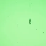 Wissmach - Garden Green Cathedral Fusible COE 96