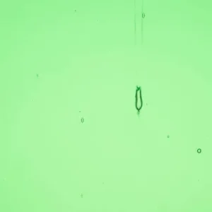 Wissmach - Garden Green Cathedral Fusible COE 96