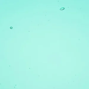 Wissmach - Emerald Coast Cathedral Fusible COE 96