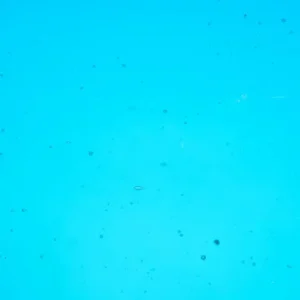 Wissmach - Peacock Feather Cathedral Fusible COE 96