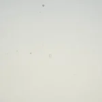 WISSMACH - DARK GREY CATHEDRAL Fusible COE 96