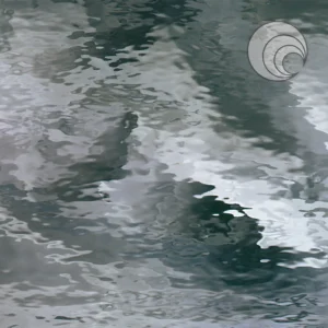 OCEANSIDE PALE GRAY WATERGLASS FUSILE