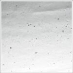 WISSMACH - AMBER TINT SEEDY