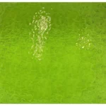 WISSMACH - MEDIUM YELLOW GREEN FLORENTINE