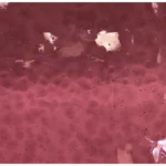 WISSMACH - DARK ROSE