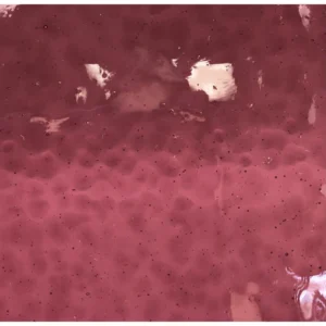 WISSMACH - DARK ROSE