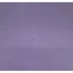 Wissmach - Light Violet Cathedral - Double Rolled