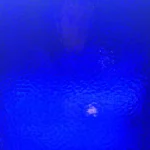 Wissmach - Dark Blue - Corella Classic