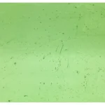 WISSMACH - LIGHT GREEN