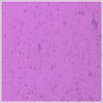 WISSMACH - PALE ROSE SEEDY