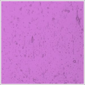 WISSMACH - PALE ROSE SEEDY