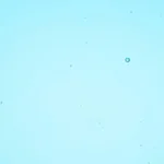 Wissmach - Deep Sky Blue Cathedral Fusible COE 96