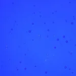 Wissmach - Midnight Blue Cathedral Fusible COE 96