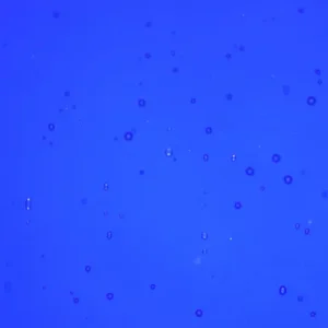 Wissmach - Midnight Blue Cathedral Fusible COE 96