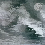 SPECTRUM - PALE GREY WATER GLASS