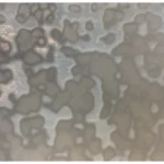 UROBOROS - WHITE RING MOTTLE