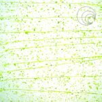 UROBOROS - MOSS GREEN MARDI GRAS - COE96