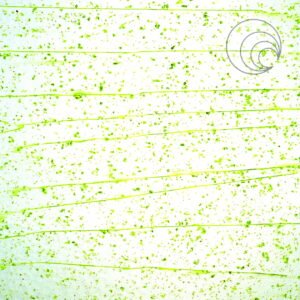 UROBOROS - MOSS GREEN MARDI GRAS - COE96