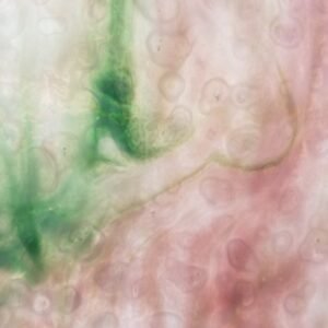 UROBOROS - PALE PINK ON WHITE WITH PLUM AND SEA GREEN HIGHLIGHTS GRANITE MOTTLE