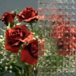 CLEAR TEXTURE - VALUE AUSTRAL 1/2 SQUARES"