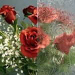 CLEAR TEXTURE - VALUE FLOREAL