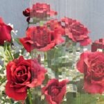 CLEAR TEXTURE - VALUE RIVULETA