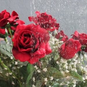 CLEAR TEXTURE - VALUE SEEDY